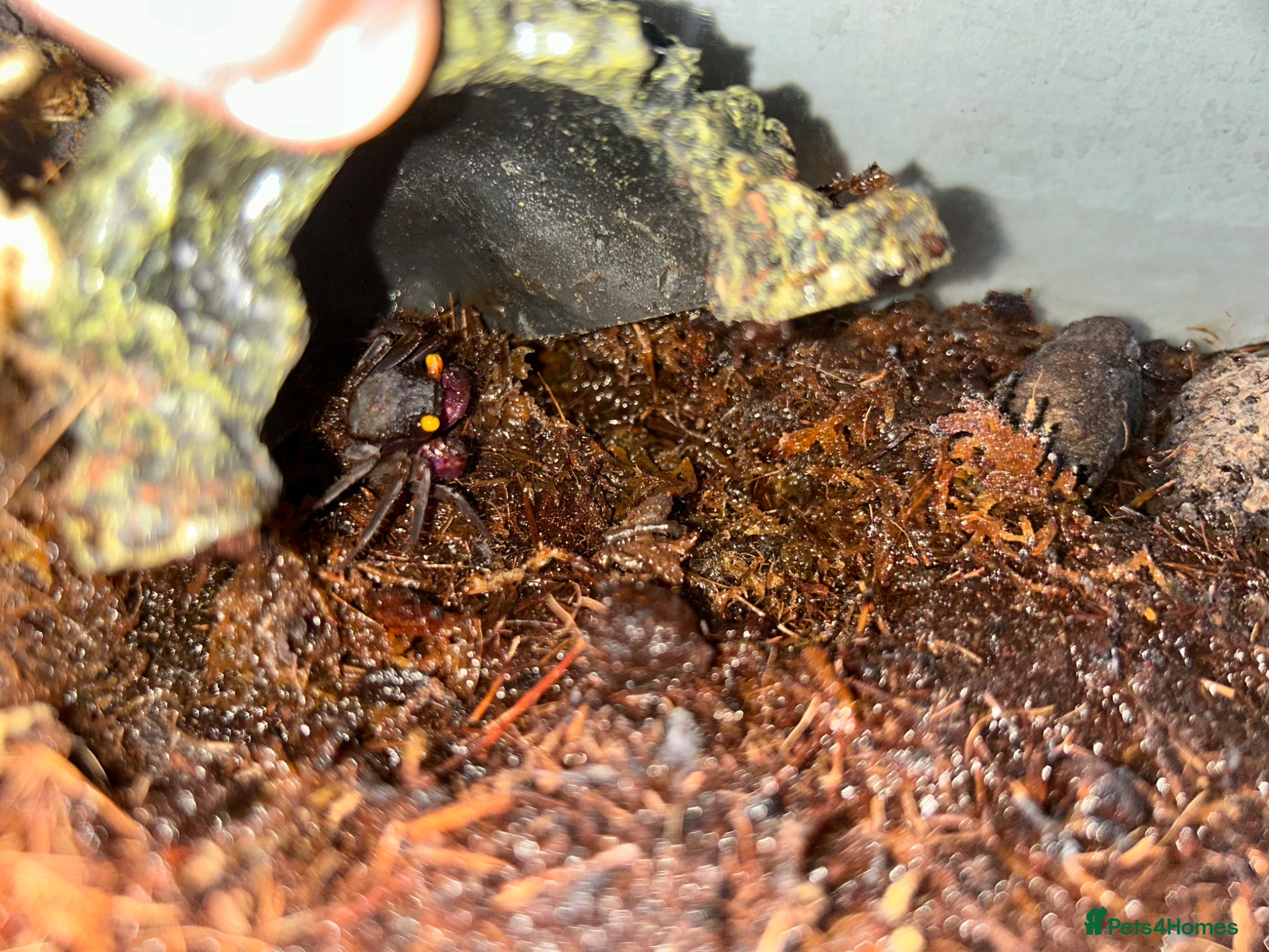 Crabs invertebrates for sale: 🦀 3 Vampire Crabs Complete Setup Ready to Go - Advert 2