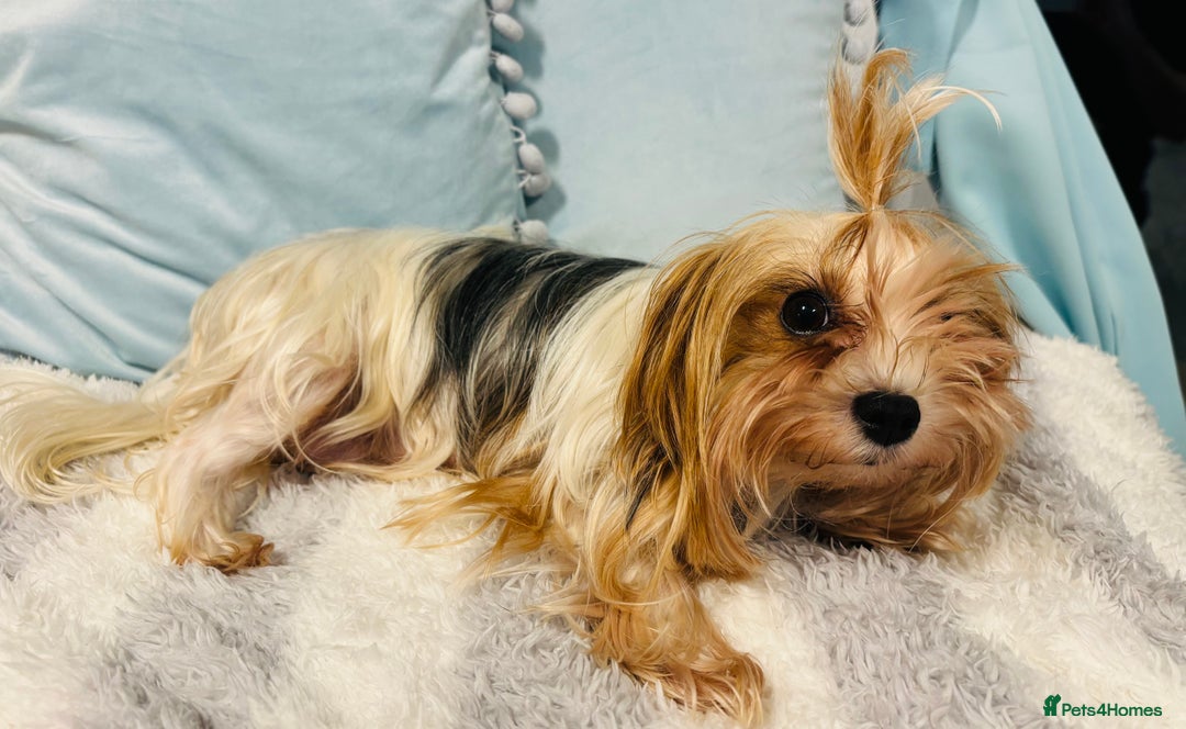 Yorkshire Terrier dogs for sale: ❤️Beautiful blue eyed Yorkshire terrier puppies❤️ - Advert 19