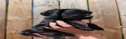 Sprocker dogs for sale: F1 Sprocker puppies !! ONLY 2 LEFT !! - Advert 21