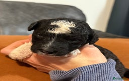 Sheepadoodle dogs for sale: Lovely Litter of F1 Sheepadoodles 5⭐️ license  - Image 13