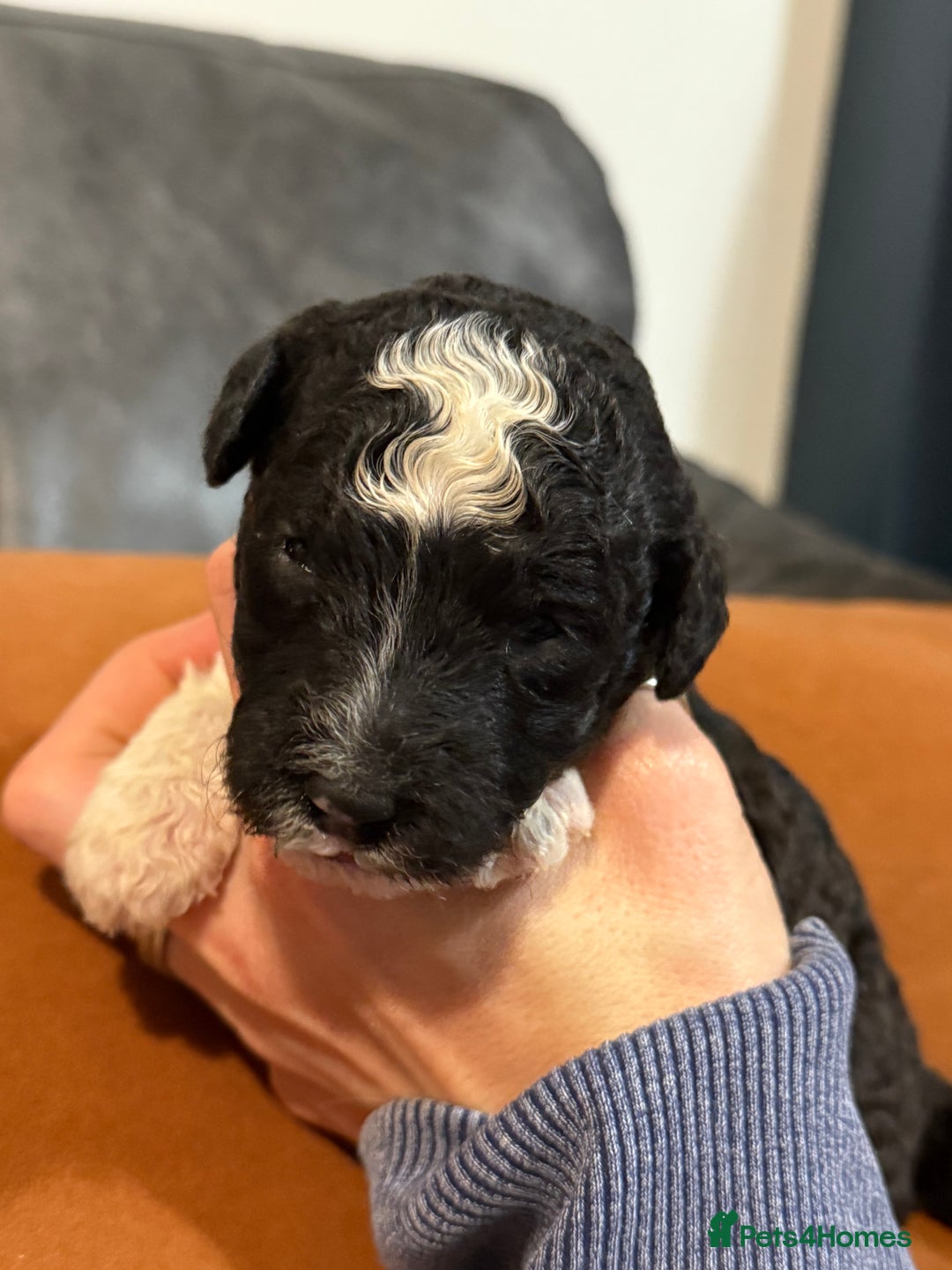 Sheepadoodle dogs for sale: Lovely Litter of F1 Sheepadoodles 5⭐️ license  - Image 13