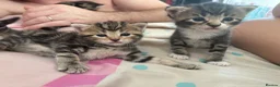 Mixed Breed cats for sale: Adorable Bengal x Shorthair Kittens - Advert 33