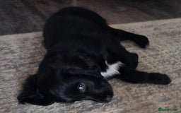 Mixed Breed dogs for sale: Gorgeous Cockapoo Golden Retriever  - Image 5