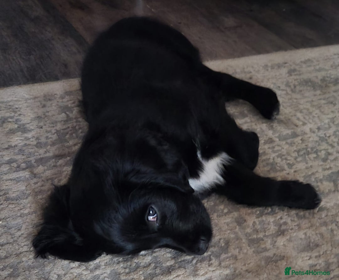 Mixed Breed dogs for sale: Gorgeous Cockapoo Golden Retriever  - Image 5
