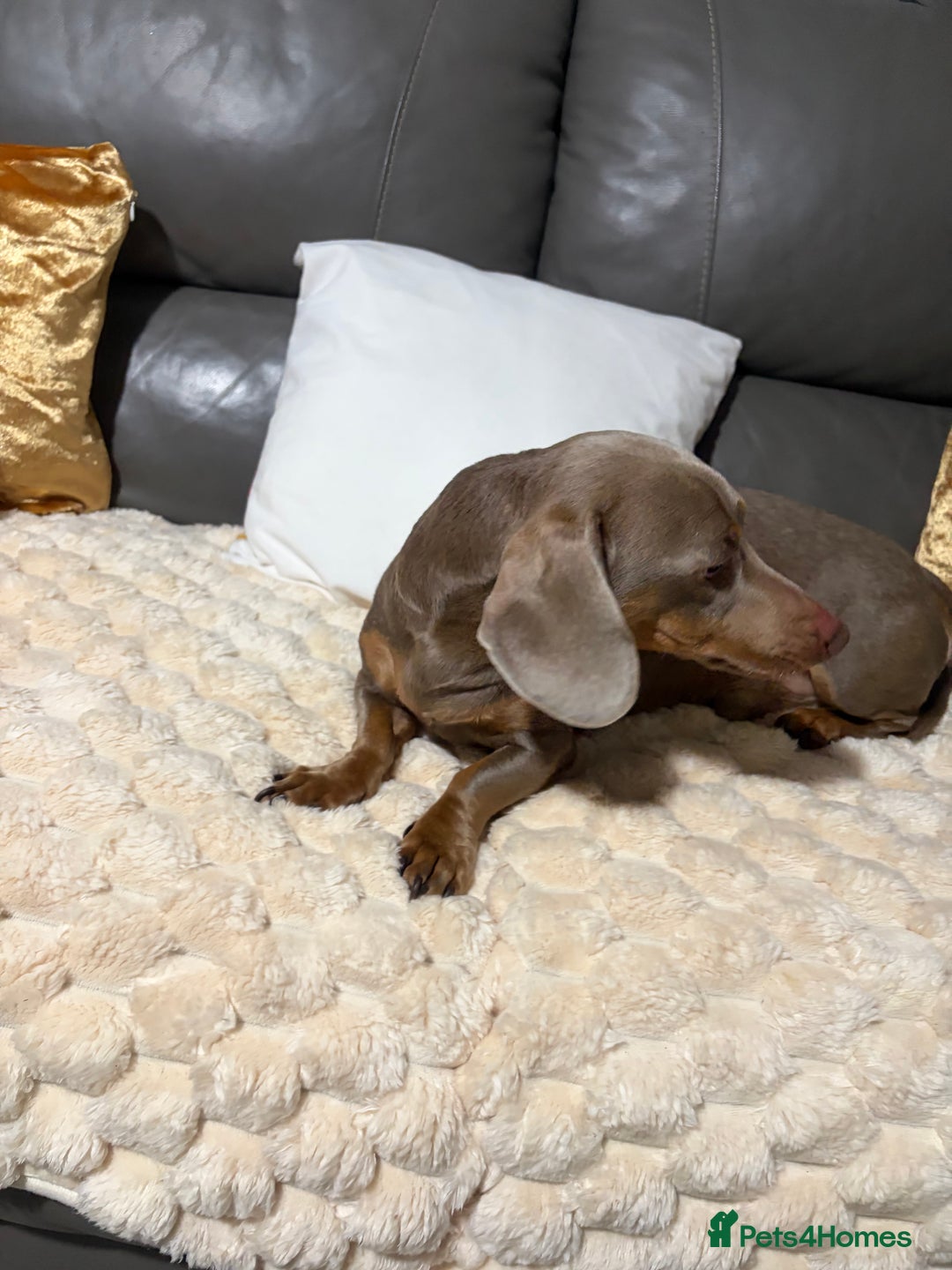 Dachshund dogs for sale: 2 year old dachshund for sale - Advert 6