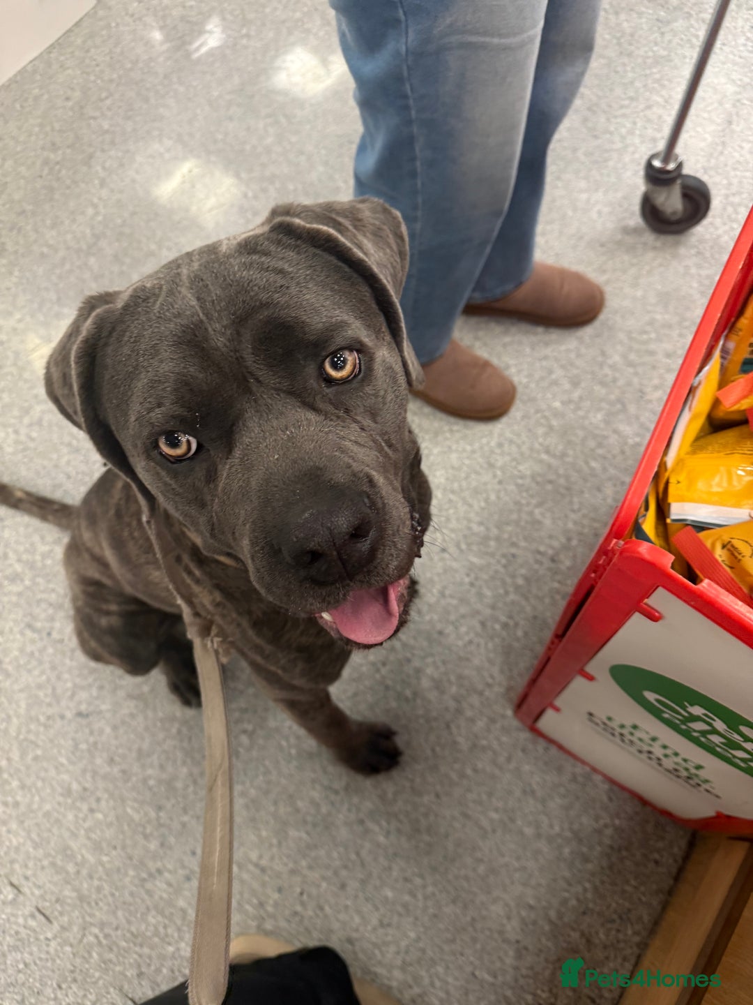 Cane Corso dogs for sale: Beautiful 2-Year-Old Cane Corso Loving & Trained - Image 3