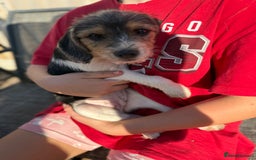Mixed Breed dogs for sale: Beagle Cross puppies  - Image 9