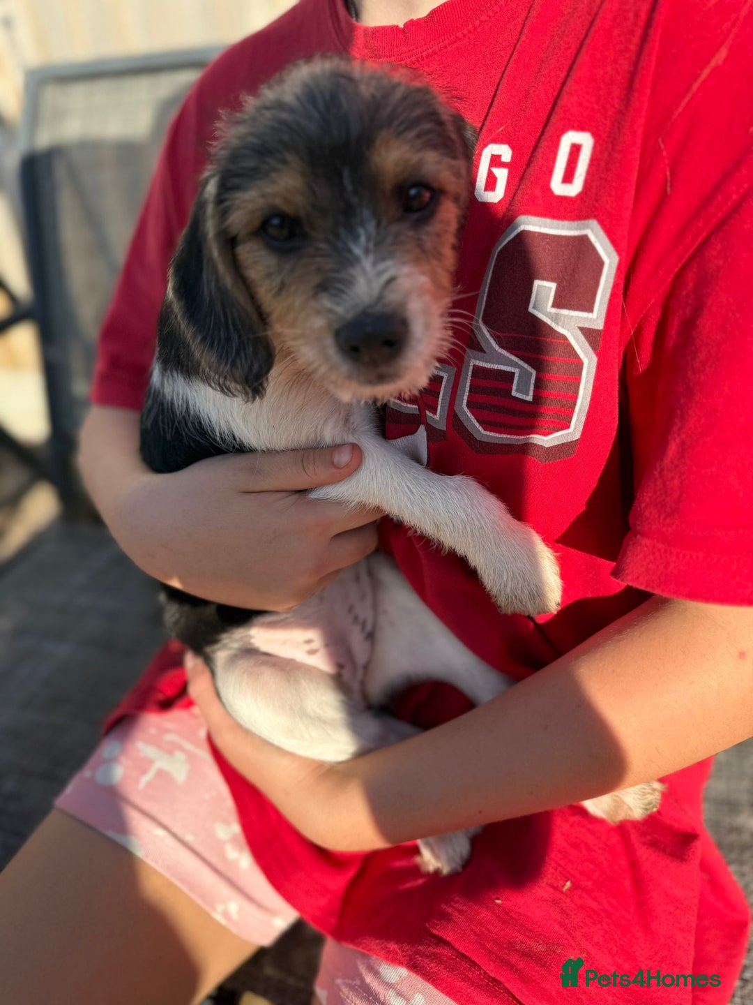 Mixed Breed dogs for sale: Beagle Cross puppies  - Image 9