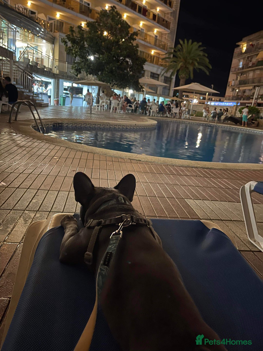 French Bulldog dogs for stud: Blue&Tan French Bulldog ready for stud £500 in Northampton - Advert 17