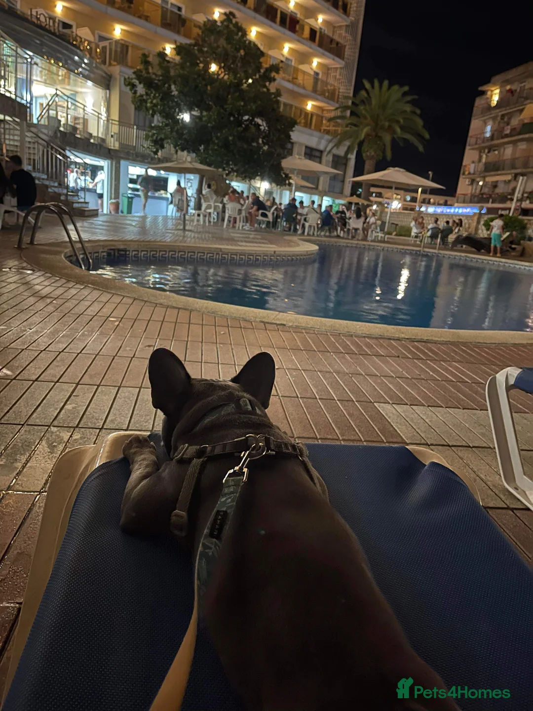 French Bulldog dogs for stud: Blue&Tan French Bulldog ready for stud £500 in Northampton - Advert 17