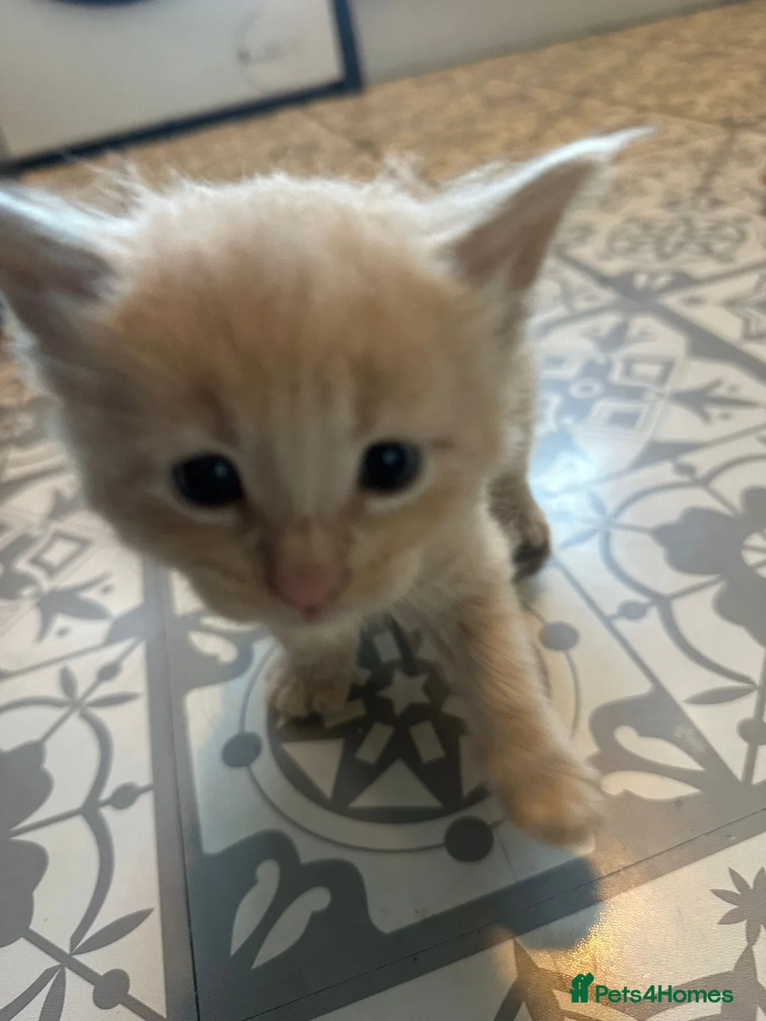 Maine Coon cats for sale: Maine Coon X Scottish Fold - Advert 21