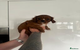 Cavalier King Charles Spaniel dogs for sale: 5 beautiful cavalier King Charles spaniel puppies - Image 19
