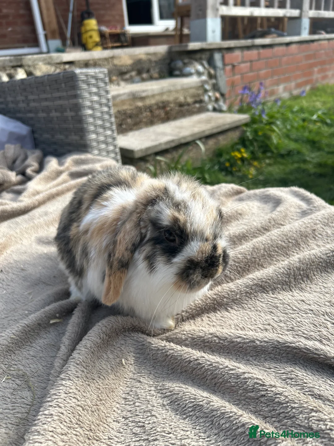 Mini Lop rabbits for sale: Beautiful mini lop rabbits  - Advert 10