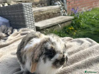 Mini Lop rabbits Beautiful mini lop rabbits - Advert 1