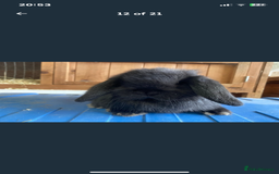 Mini Lop rabbits for sale: Stunning pure mini lop baby rabbits  - Image 25