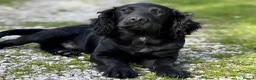 Cocker Spaniel dogs for sale: Cocker spaniel part trained for sale.  - Advert 8