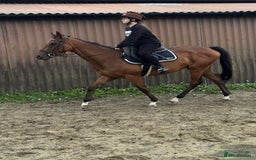 Irish Thoroughbred horses for sale: X3 super types with amazing temperaments  - Image 4