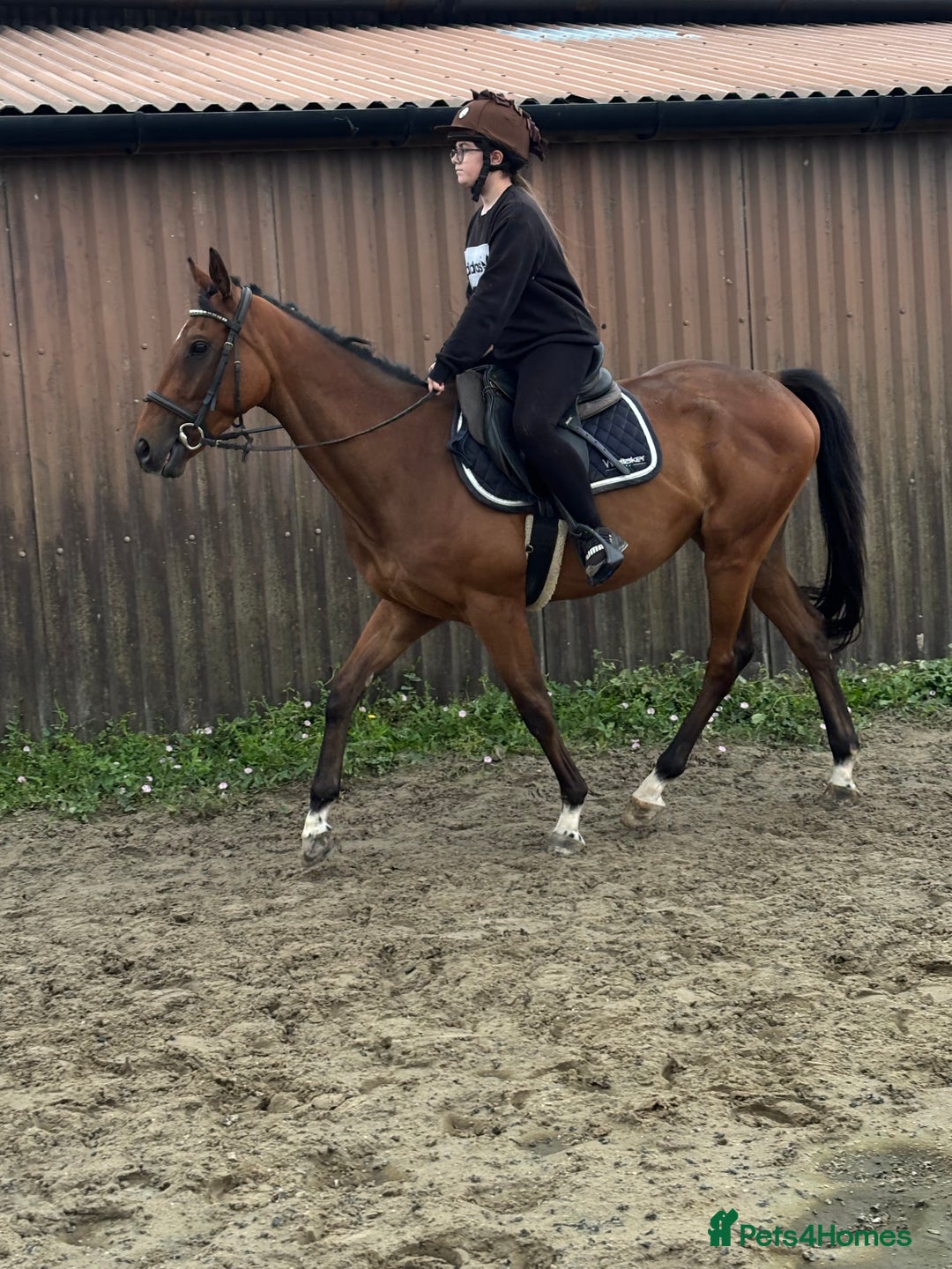 Irish Thoroughbred horses for sale: X3 super types with amazing temperaments  - Image 4