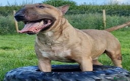 English Bull Terrier dogs for sale: Top Quality Health tested Pups  - Image 11