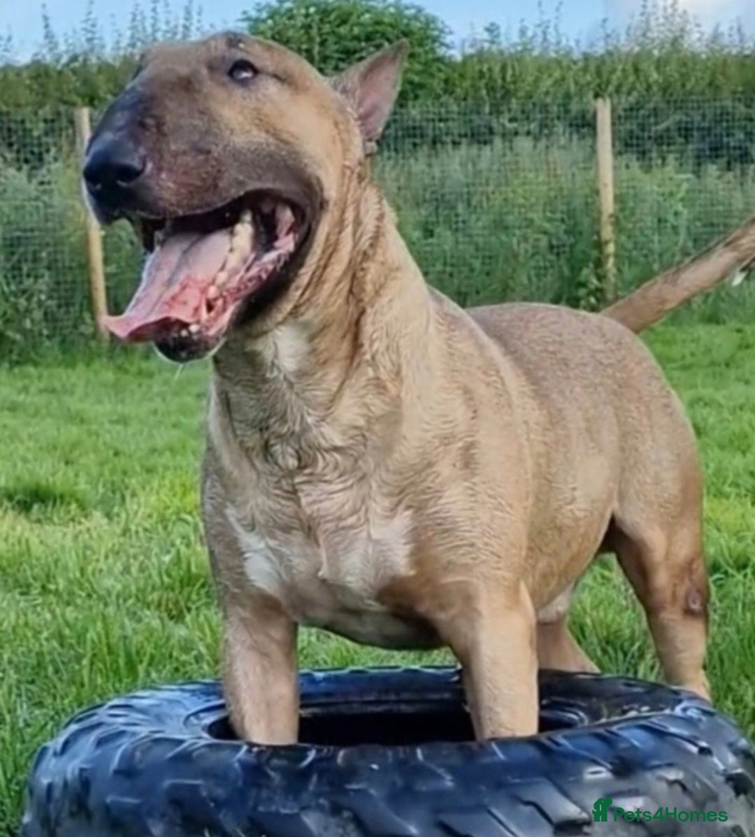 English Bull Terrier dogs for sale: Top Quality Health tested Pups  - Image 11