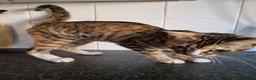 Mixed Breed cats for sale: Mixed bengal girls - Advert 6
