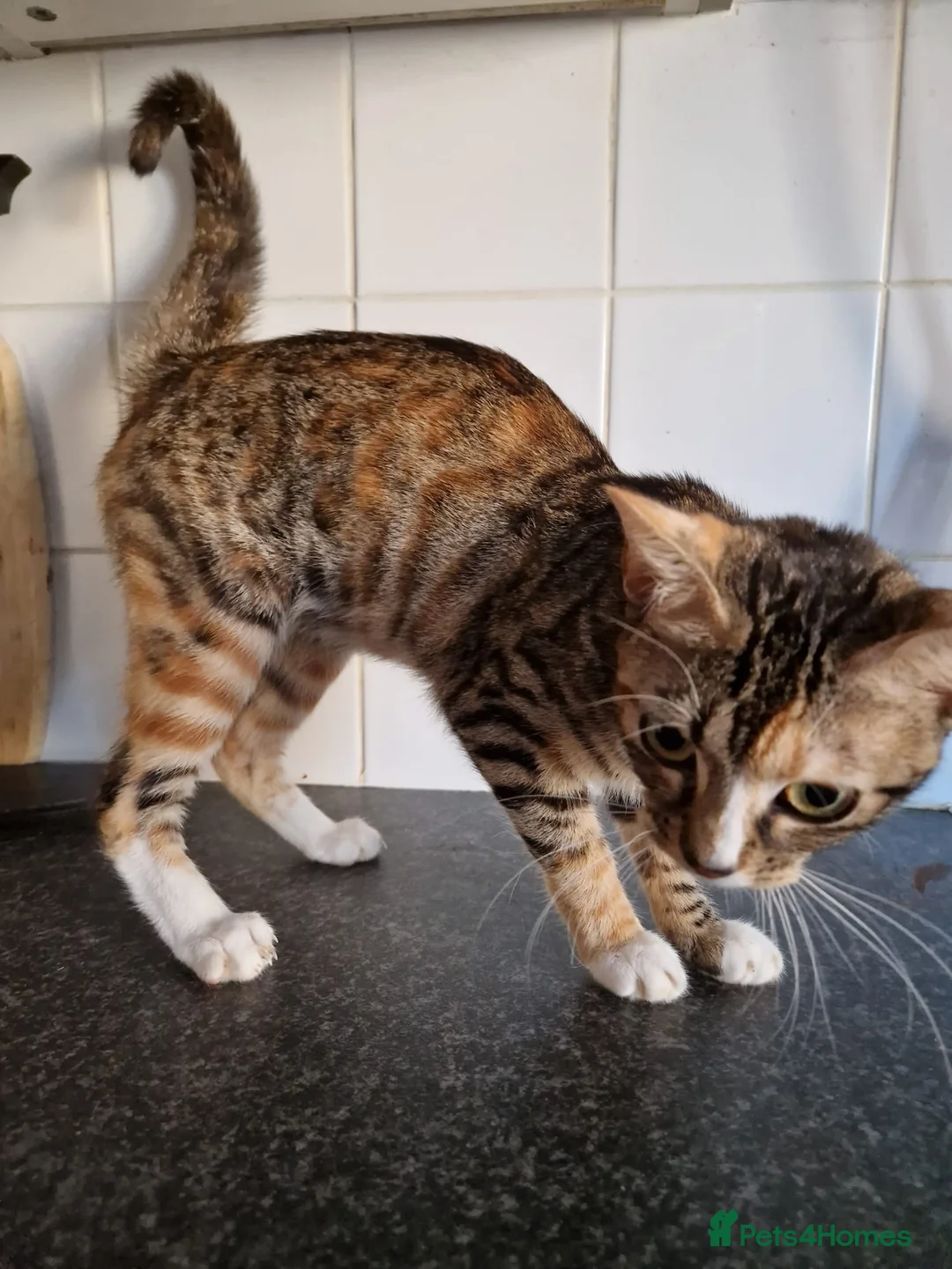 Mixed Breed cats for sale: Mixed bengal girls - Advert 6