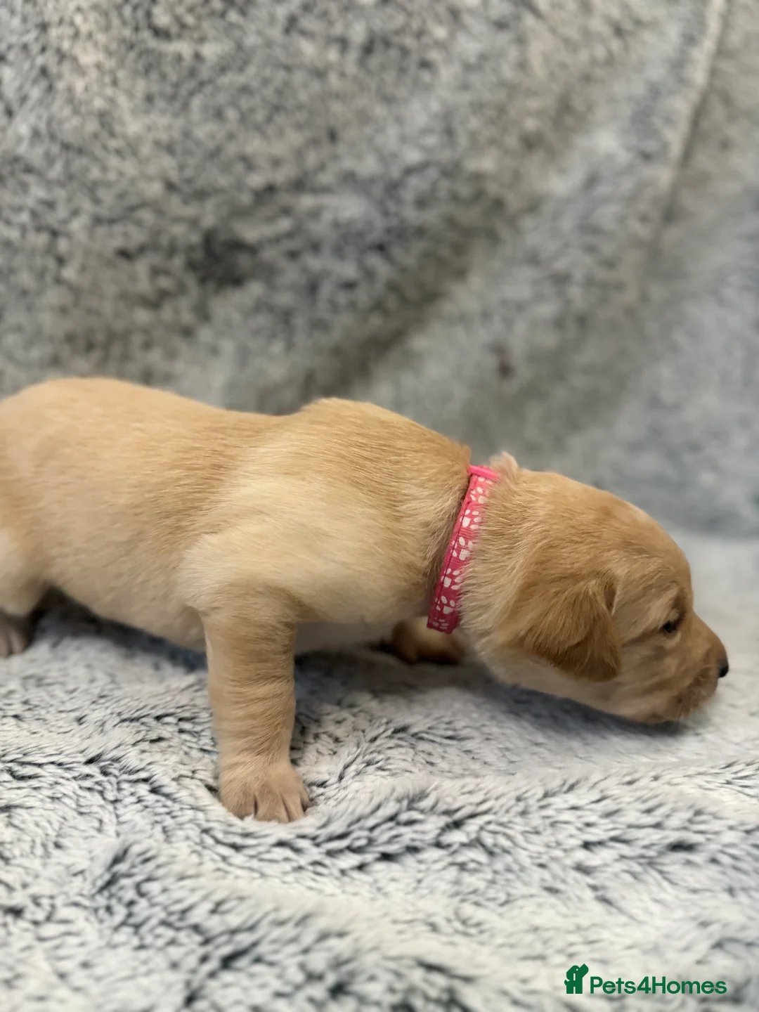 Labrador Retriever dogs for sale: KC Registered Labrador Retriever Puppies - Advert 19