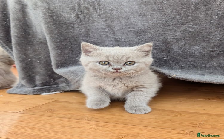 Scottish Fold cats - Advert 3