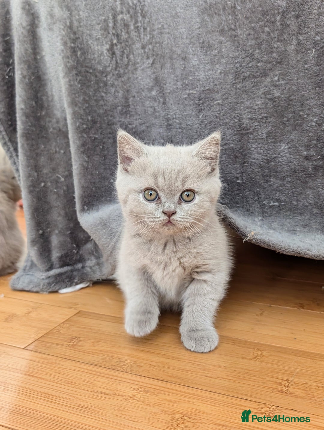 Scottish Fold cats for sale: Scottish fold kittens are looking for family🥰 - Image 1