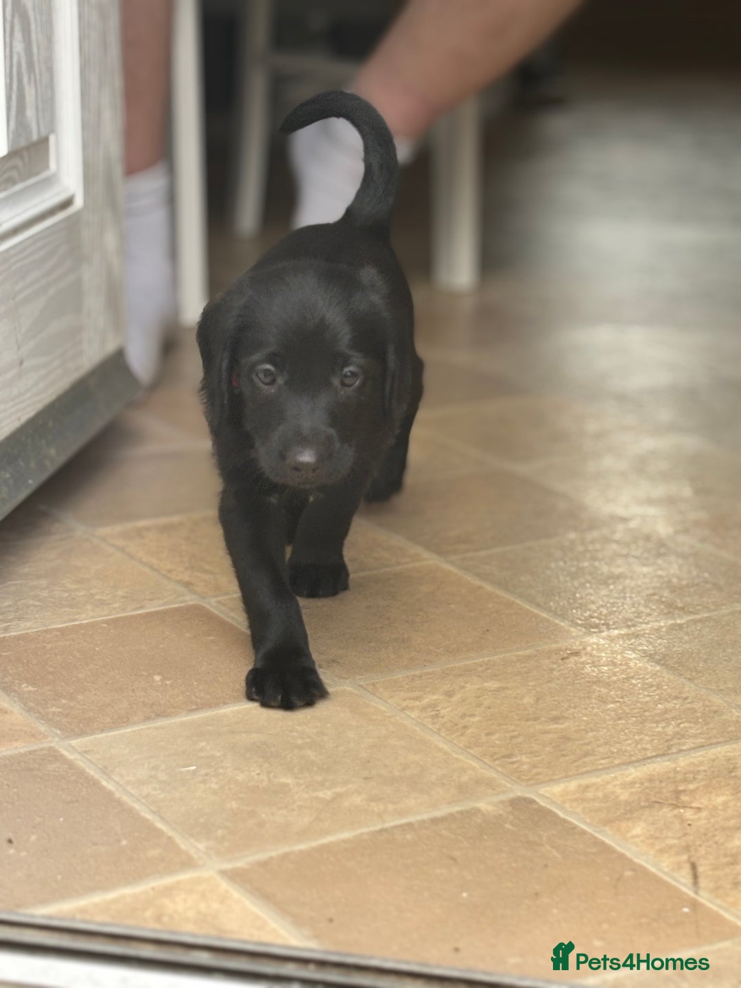 Labradoodle dogs for sale: Male Labradoodle  - Image 3
