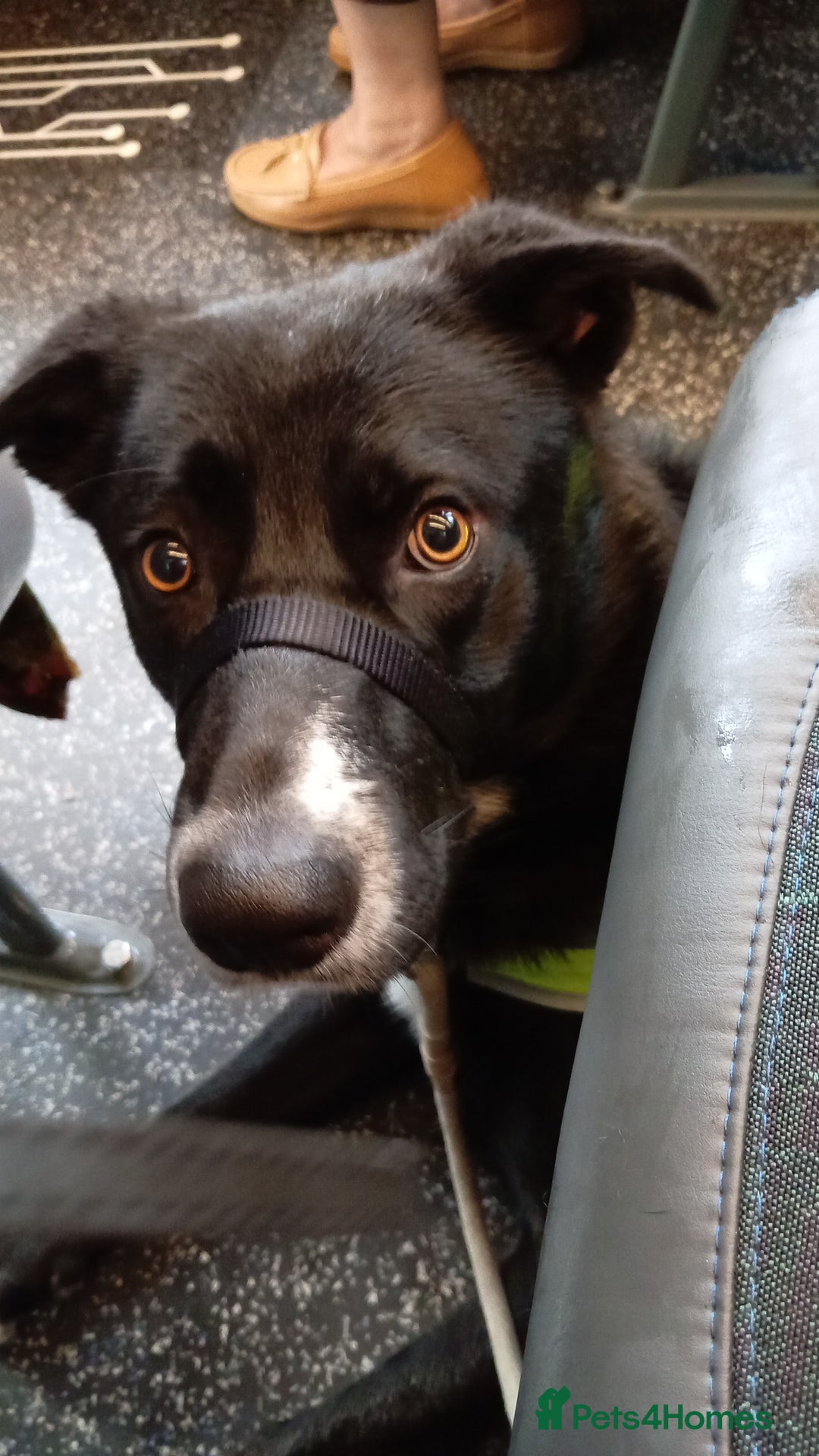 Mixed Breed dogs for sale: Snoop - Advert 1