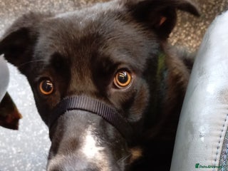 Mixed Breed dogs Snoop - Advert 1