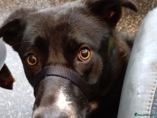 Mixed Breed dogs Snoop - Advert 17