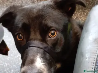 Mixed Breed dogs Snoop - Advert 3