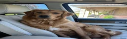 Golden Retriever dogs for sale: KC REGISTERED GOLDEN RETRIEVER PUPPIES - Advert 5
