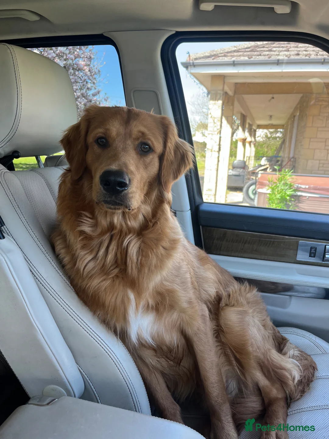 Golden Retriever dogs for sale: KC REGISTERED GOLDEN RETRIEVER PUPPIES - Advert 5