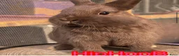 Netherland Dwarf rabbits for sale: Male and females pure bred Netherland dwarf  - Advert 3