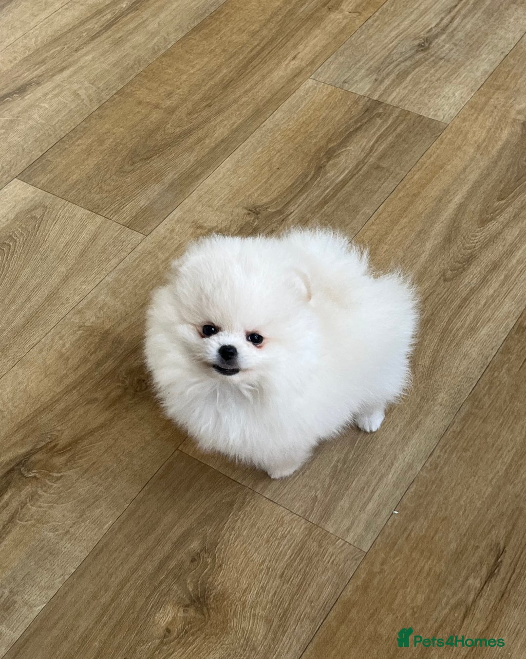 Pomeranian dogs for sale: Amazing Pom Puppies from Five Star breeder.  - Image 5
