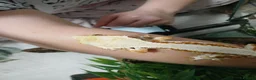 Gecko reptiles for sale: Lilly white female gecko - Advert 2