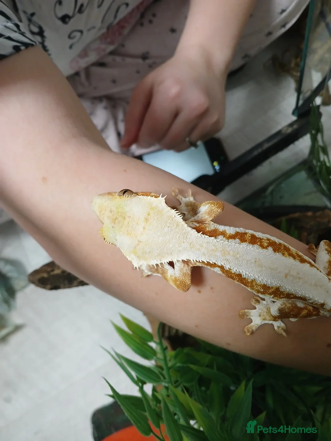 Gecko reptiles for sale: Lilly white female gecko - Advert 2