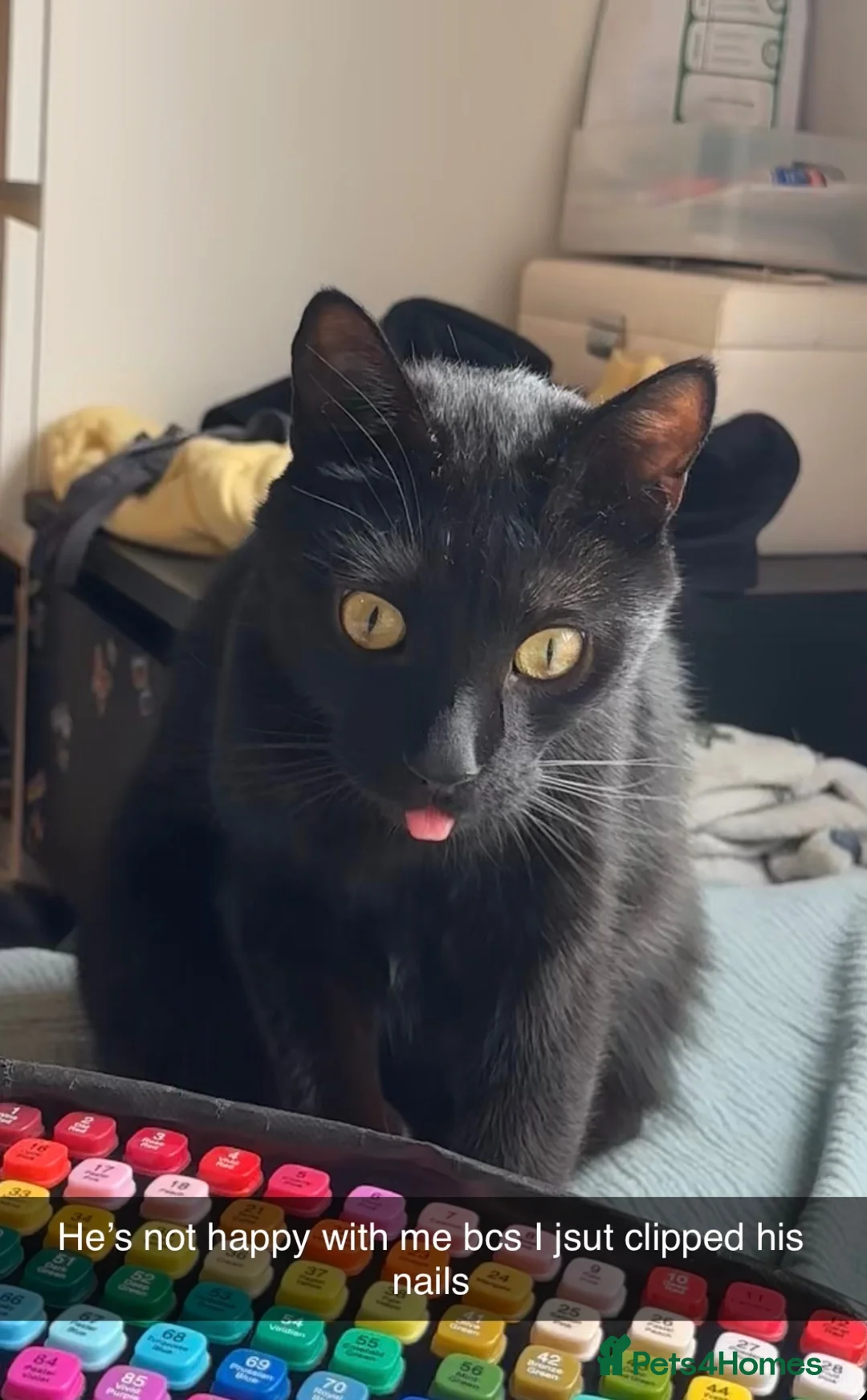 Bombay cats for sale: Shadow - Gentle playful boy - Advert 2