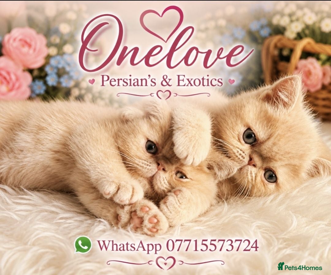 Exotic cats  💙 Chunky Gccf registered boys 💙 - Advert 3