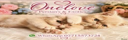 Exotic cats for sale:  💙 Chunky Gccf registered boys 💙 - Advert 13