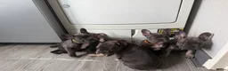 French Bulldog dogs for sale: (REDUCED READY NOW) french bulldog puppies - Advert 16
