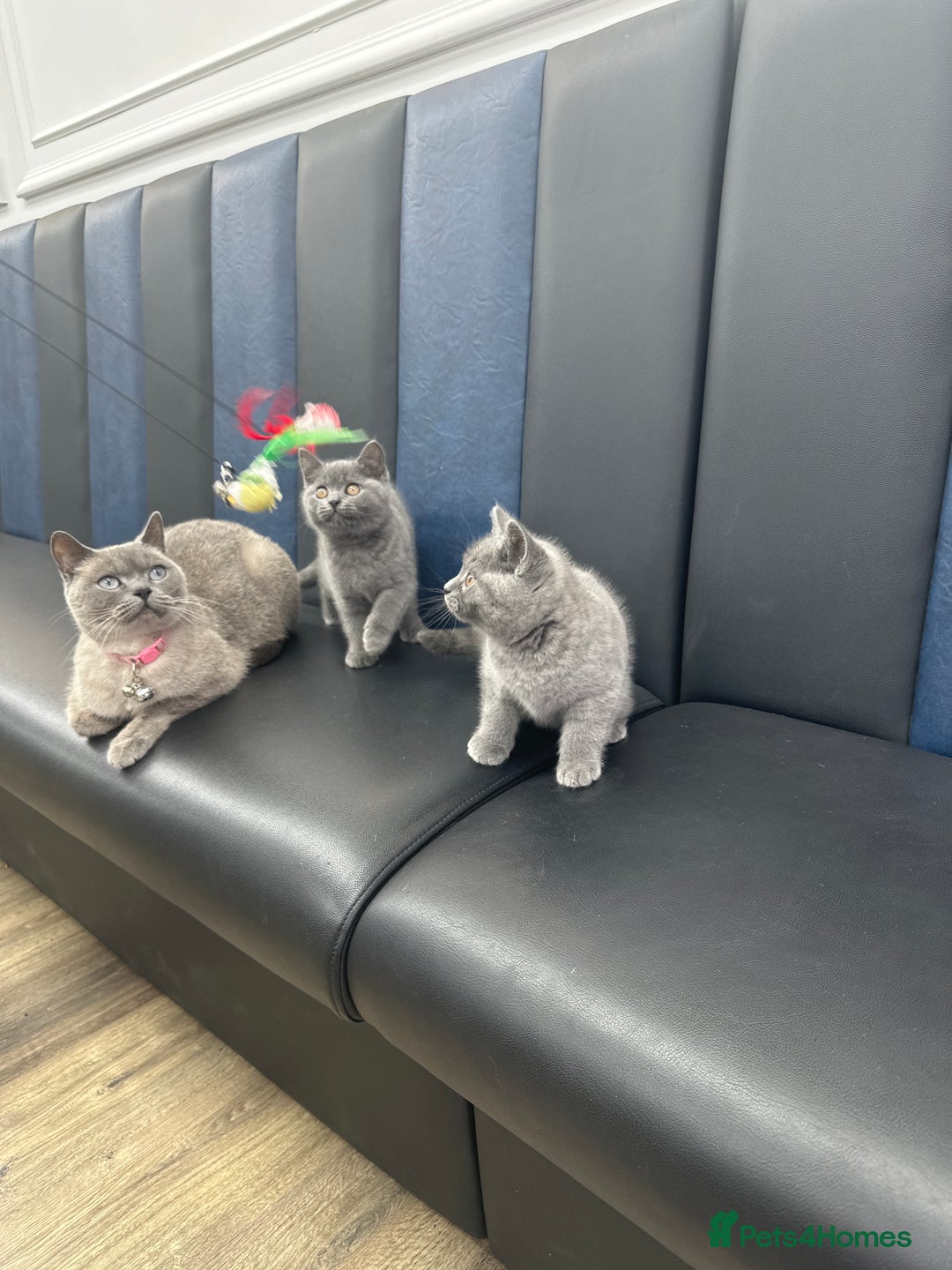 Brazilian Shorthair cats for sale: British shorthair blue kittens -microhipped&health - Advert 2
