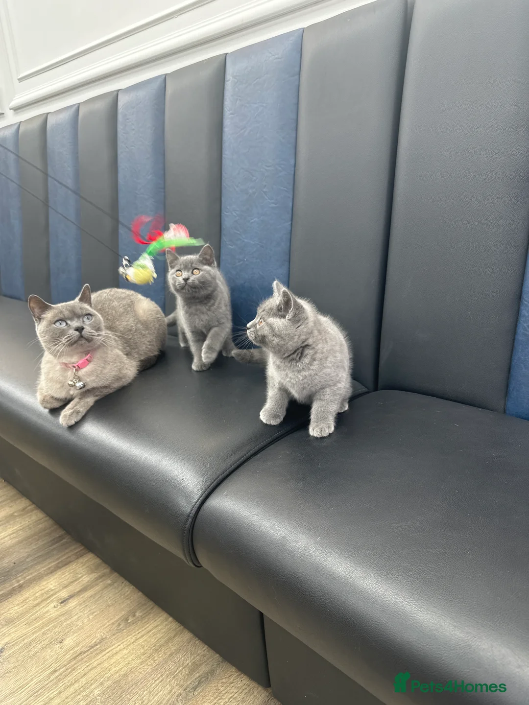Brazilian Shorthair cats for sale: British shorthair blue kittens -microhipped&health - Advert 2