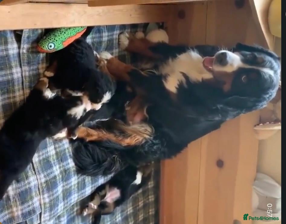 Bernese Mountain Dog dogs Kids Trained Bernese Puppies  - Advert 1