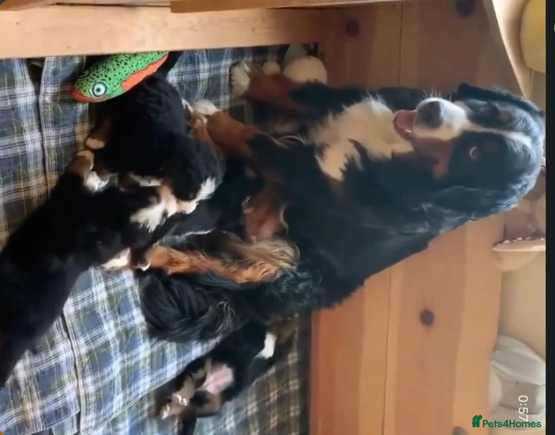 Bernese Mountain Dog dogs for sale: Kids Trained Bernese Puppies  in London - Advert 1