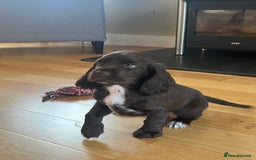Sprocker dogs for sale: Sprocker spaniel puppy  - Image 2