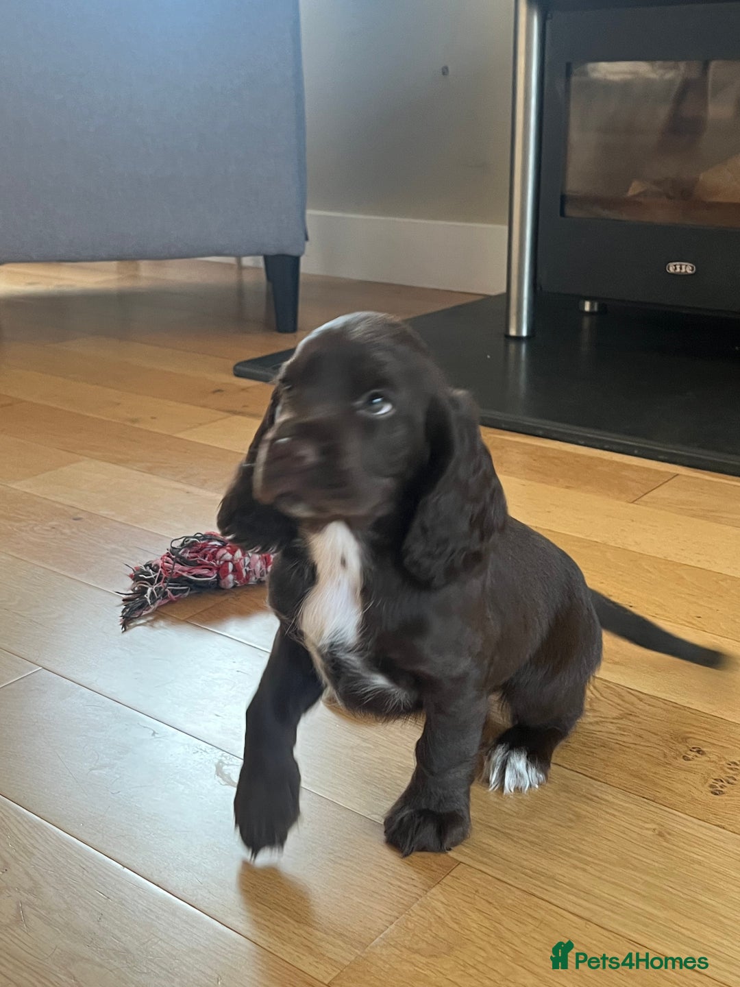 Sprocker dogs for sale: Sprocker spaniel puppy  - Image 2